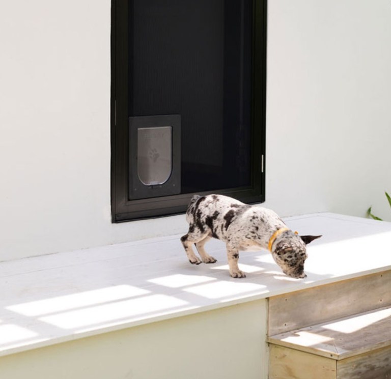 Dog has come through Petway pet door installed in Prowler Proof ForceField security door