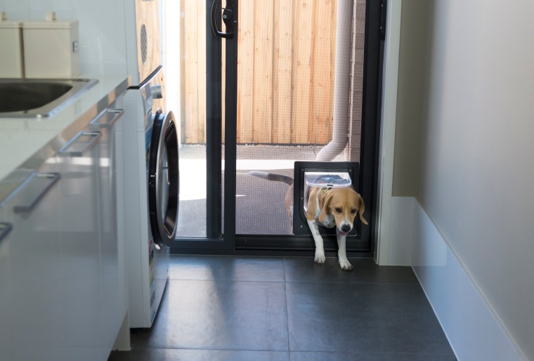 Dog coming through Petway pet door installed in Prowler Proof ForceField security door